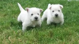 Szczenięta West Highland White Terrier  do adopcji e-mail; {{biancalaura905@gmail.com}}