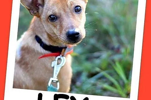 kg, towarzyski,energiczny,wesoły ,tulaśny psiak LEX.Adopcja.,  śląskie Katowice