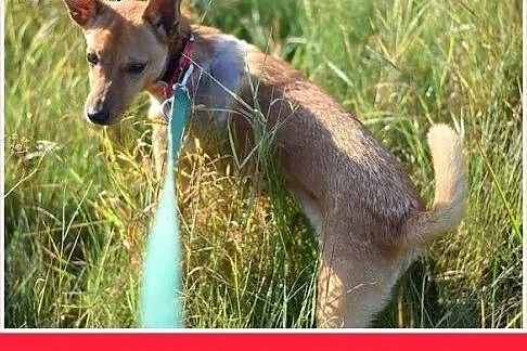 Kg, towarzyski,energiczny,wesoły ,tulaśny psiak LE