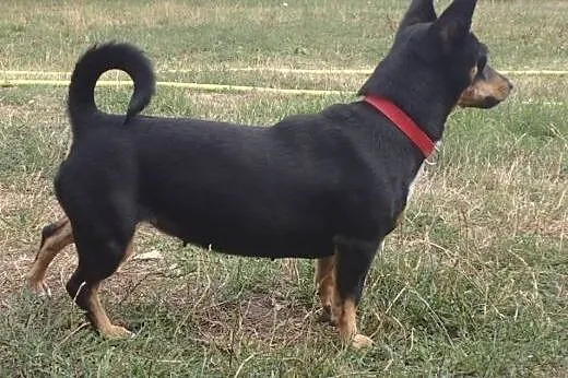 Wera- sunia 6 kg do adopcji ,  mazowieckie Warszawa