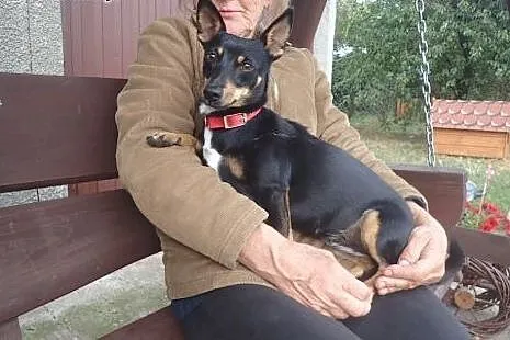 Wera- sunia 6 kg do adopcji ,  mazowieckie Warszaw