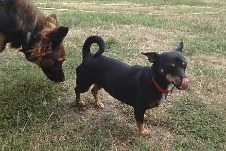 Wera- sunia 6 kg do adopcji ,  mazowieckie Warszaw