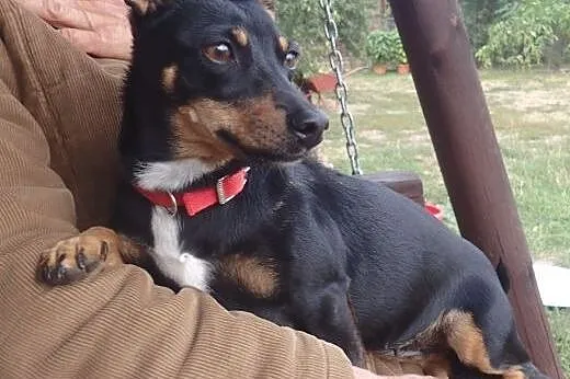 Wera- sunia 6 kg do adopcji ,  mazowieckie Warszaw