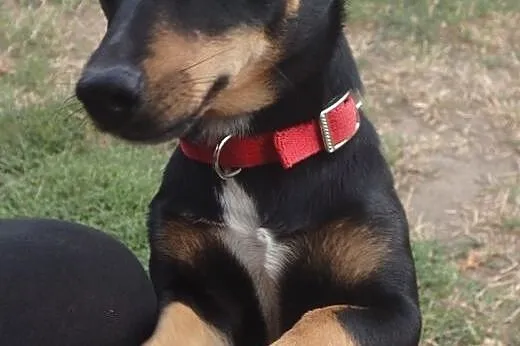 Wera- sunia 6 kg do adopcji ,  mazowieckie Warszaw