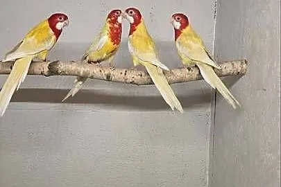 Rozzella Białolica Lutino
