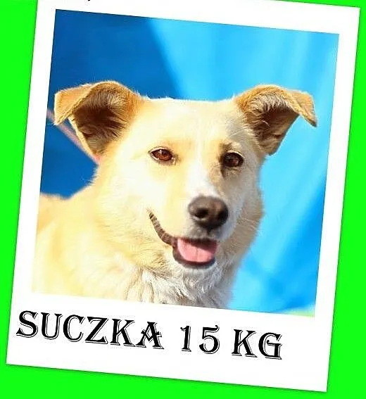 Śliczna sunia podobna do labradora,przyjazna,młoda