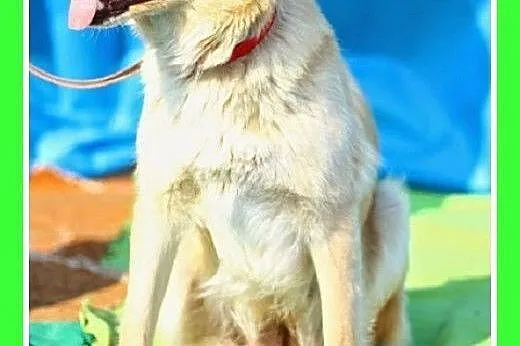 Śliczna sunia podobna do labradora,przyjazna,młoda