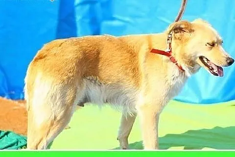 Śliczna sunia podobna do labradora,przyjazna,młoda