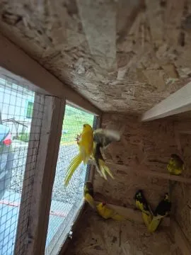 Papugi Kozy (Kakariki) – piękne kolory młodego samodzielne różne mutacje, , Łososina Dolna 