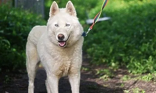 Pogodny, grzeczny Neon - niebieskooki husky ADOPCJ