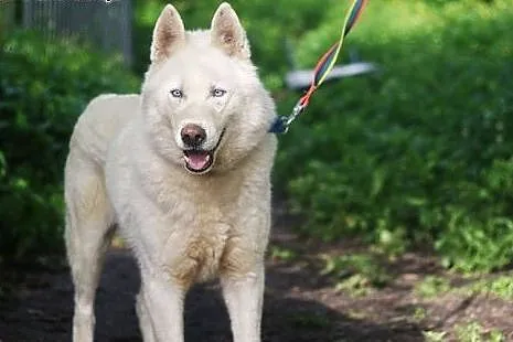 Pogodny, grzeczny Neon - niebieskooki husky ADOPCJA, Kundelki cała Polska