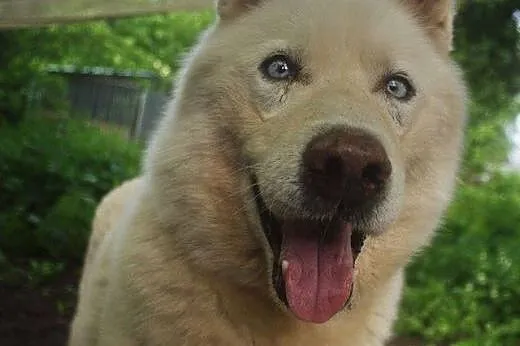 Pogodny, grzeczny Neon - niebieskooki husky ADOPCJ
