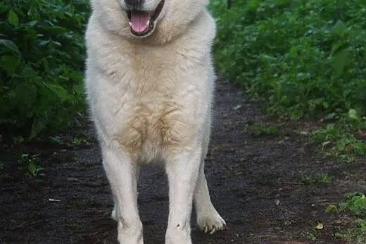 Pogodny, grzeczny Neon - niebieskooki husky ADOPCJ