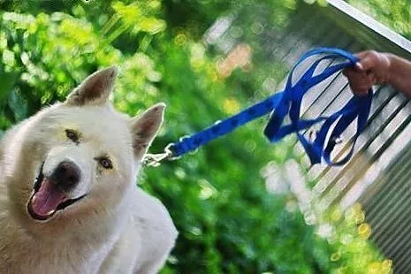 Pogodny, grzeczny Neon - niebieskooki husky ADOPCJ