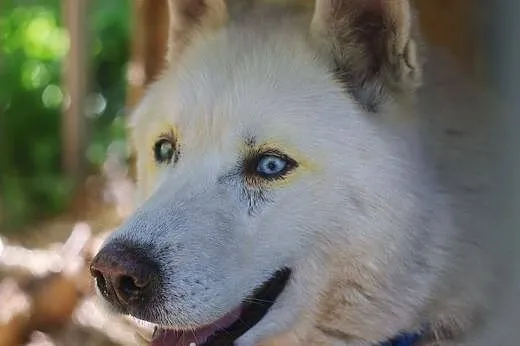 Pogodny, grzeczny Neon - niebieskooki husky ADOPCJ