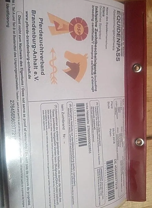 klacz ze świetnym rodowodem 2018 linia Corneta OKAZYJNIE!!, , Bolesławiec