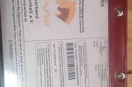 klacz ze świetnym rodowodem 2018 linia Corneta OKAZYJNIE!!, , Bolesławiec
