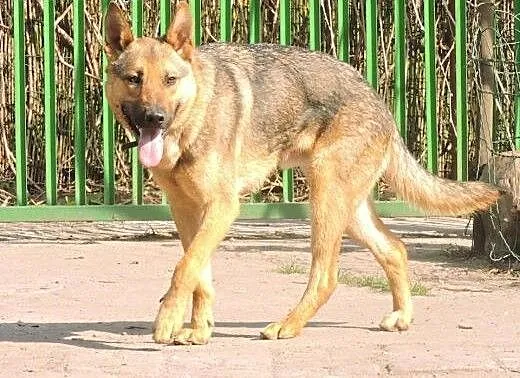 Roki w typie owczarka pilnie szuka domu. , mazowi