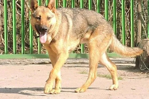 Roki w typie owczarka pilnie szuka domu. ,  mazowi
