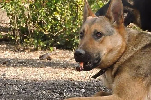 Roki w typie owczarka pilnie szuka domu. ,  mazowi