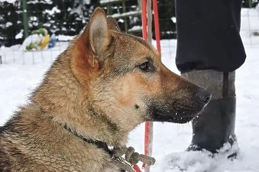 Roki w typie owczarka pilnie szuka domu. ,  mazowi