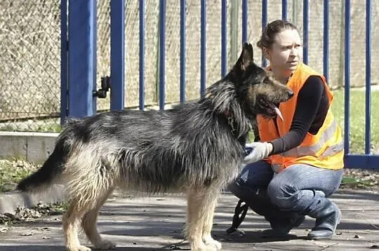 LASZLO mix wilczarza irlandzkiego czeka na dom