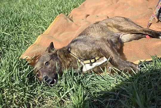 MYSZKA  mała pręgowana suczka prosi o domek,  Kundelki cała Polska, 