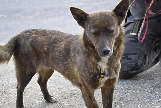 MYSZKA  mała pręgowana suczka prosi o domek,  Kundelki cała Polska, 