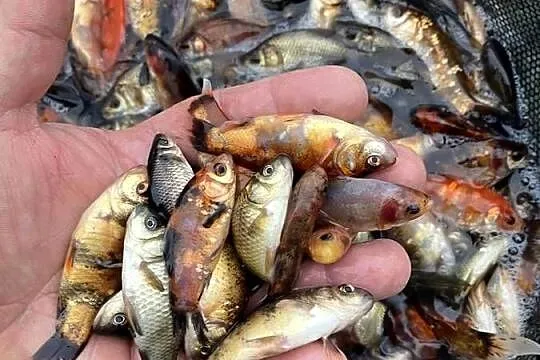 Narybek. Lin, amur, tołpyga, karaś kolorowy/ złoty, karp, Warmińsko-mazurskie, Węgorzewo