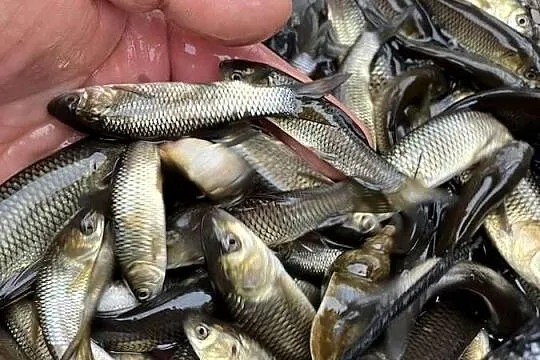 Narybek. Lin, amur, tołpyga, karaś kolorowy/ złoty, karp, Warmińsko-mazurskie, Węgorzewo