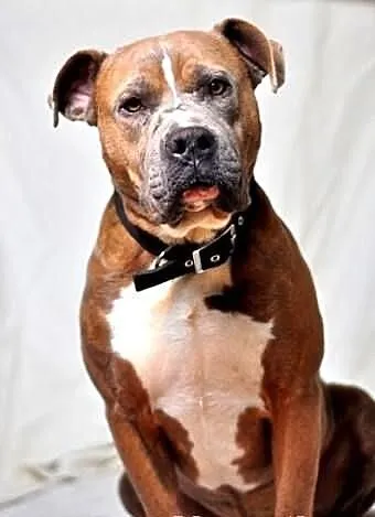 Amstaff Paddy do adopcji