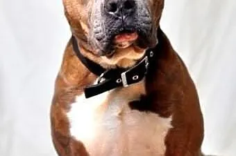 Amstaff Paddy do adopcji