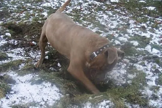 Amstaff Paddy do adopcji