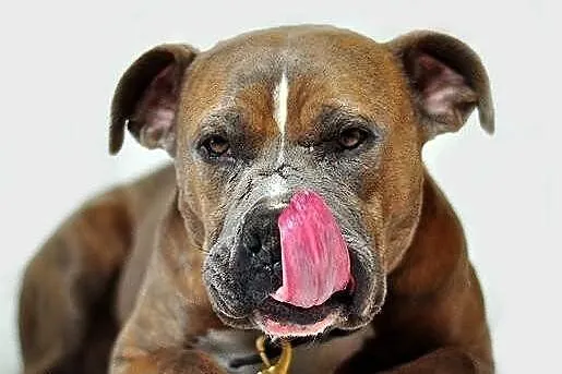Amstaff Paddy do adopcji