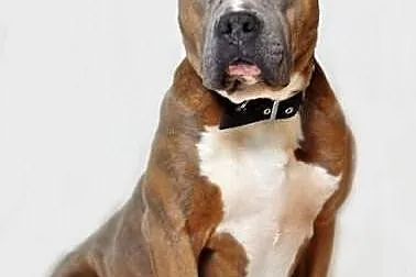 Amstaff Paddy do adopcji