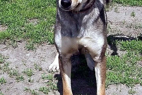 Sara młodziutka, łagodna suczka mix husky ADOPCJA