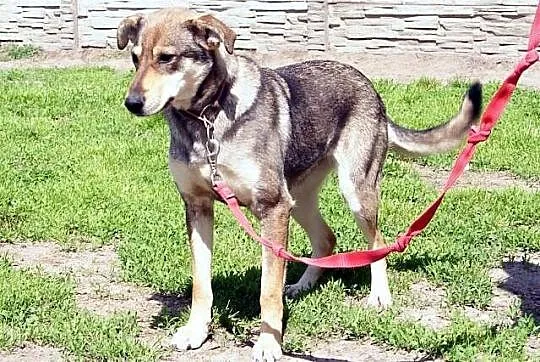 Sara młodziutka, łagodna suczka mix husky ADOPCJA