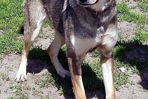 Sara młodziutka, łagodna suczka mix husky ADOPCJA
