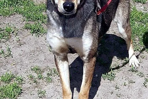 Sara młodziutka, łagodna suczka mix husky ADOPCJA