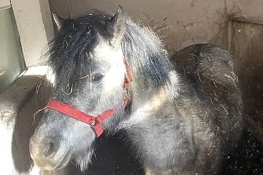 Sprzedam Kuce Walijskie, Łódzkie, Piotrków Trybunalski