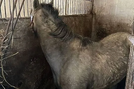 Sprzedam Kuce Walijskie, Łódzkie, Piotrków Trybunalski