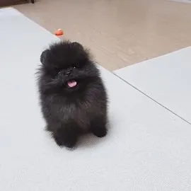 Piękny, czarny szczeniak rasy pomeranian, bardzo zdrowy i wesoły.