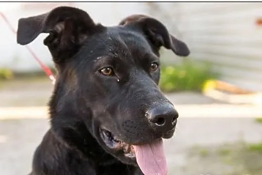 Lejdi-miała być labradorem,teraz szuka domu..