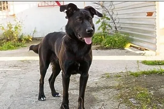 Lejdi-miała być labradorem,teraz szuka domu..