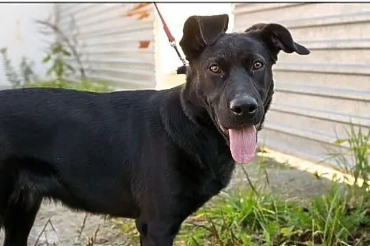 Lejdi-miała być labradorem,teraz szuka domu..