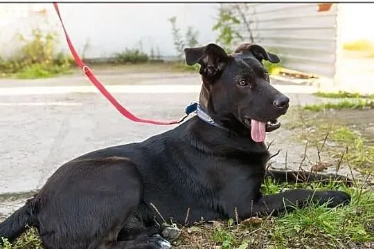 Lejdi-miała być labradorem,teraz szuka domu..