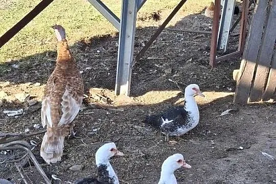 Jajka indycze 15 sztuk, Lubelskie, Sułoszyn