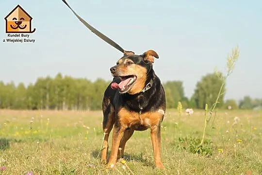 Makrela,  czyli kot w psiej skórze :) adopcja