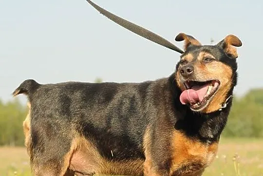Makrela,  czyli kot w psiej skórze :) adopcja