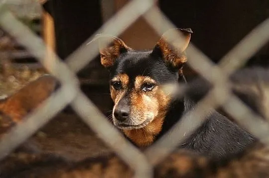 Makrela,  czyli kot w psiej skórze :) adopcja